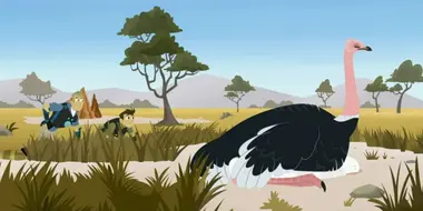 Uh-Oh Ostrich