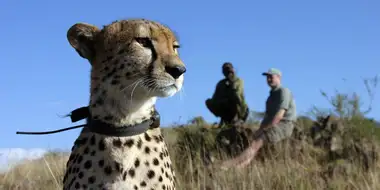 The Cheetah Orphans