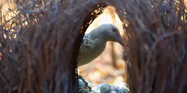 Bower Bird Blues