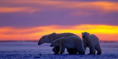 Kingdom of the Polar Bears: Episode 2