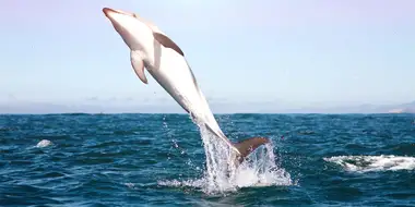 Dolphins