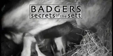 Badgers - Secrets Of The Sett