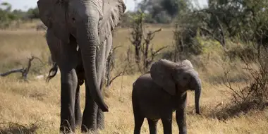 Naledi: One Little Elephant