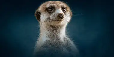 Meerkat: A Dynasties Special