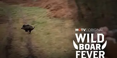 Wild Boar Fever 8