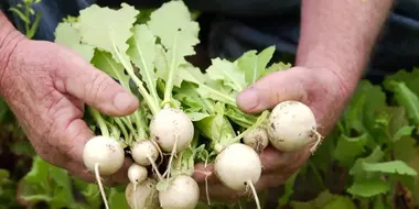 Turnips: The Roots