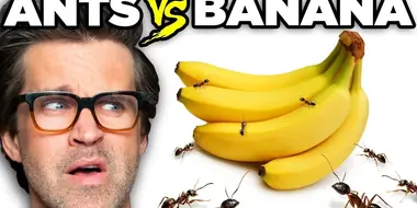 Ants vs. Food (Game)