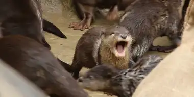 Yawning Otter feat. Parry Gripp