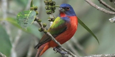 Passerines: From Tanagers to Birders