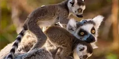 Madagascar: Land of Lemurs