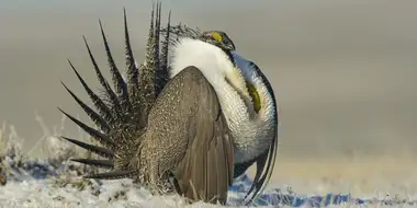 The Sagebrush Sea