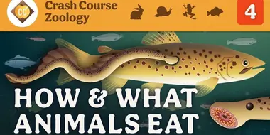 How & What Animals Eat