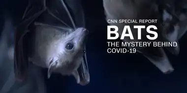 Bats: The Mystery Behind Covid-19