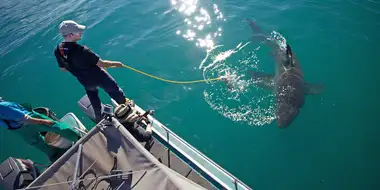 Great White Ambush