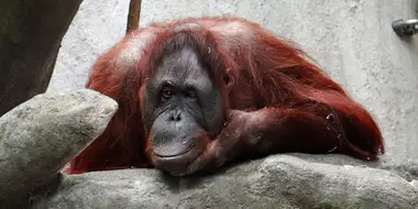 Orangutans: Just Hangin' On