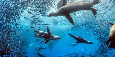 Hunger at Sea (Oceans)