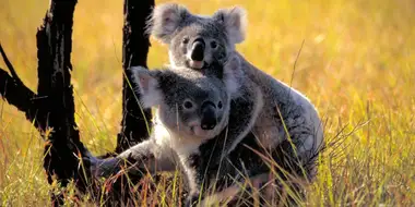 Cracking the Koala Code