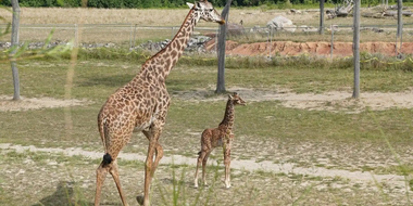 Giraffe-Ic Park