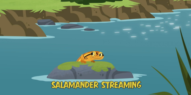 Salamander Streaming