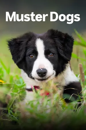 Australian Border Collie pups