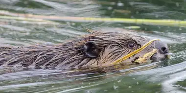 Beavers Behaving Badly