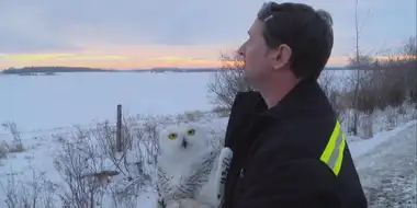 Owl Be Seeing You