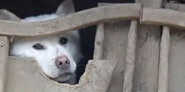 South Korea's Dog Meat Culture