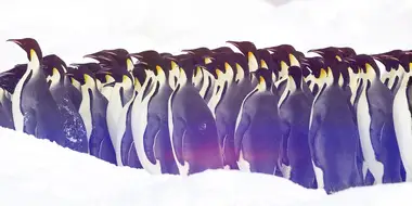 Penguins