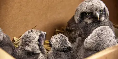 Operation Baby Owl Rescue