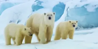 Polar Bear: The Arctic Warrior