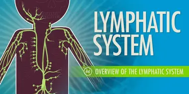 Lymphatic System