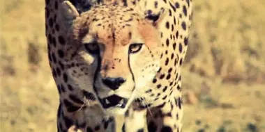 The Hunters and Hunted