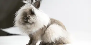 Remarkable Rabbits