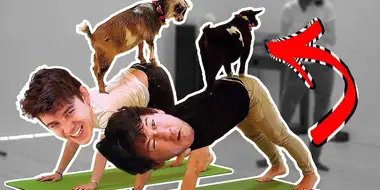 Goat Yoga