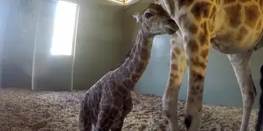 It’s a Baby Giraffe!