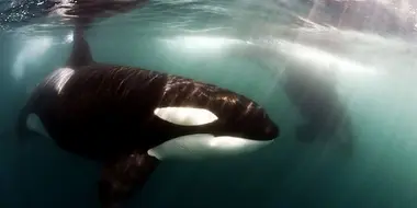 Killer Whales: Up Close and Personal