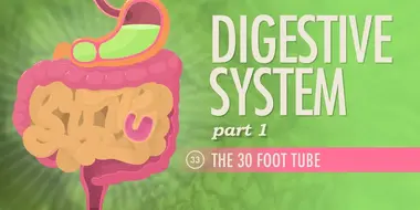 Digestive System, Part 1