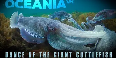 Dance Of The Giant Cuttlefish