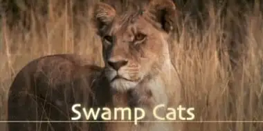 Swamp Cats