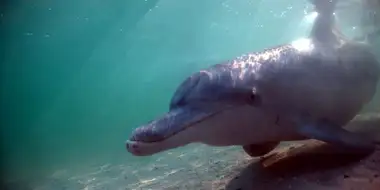 The Dolphins of Shark Bay