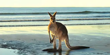 Animals with Cameras 02: Australia