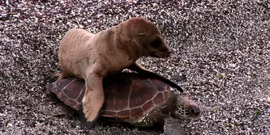 Seal Riding on a Turtle feat. Parry Gripp