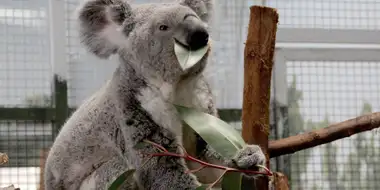 Koala-Ty Time