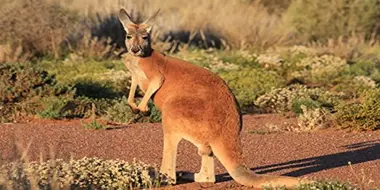 Desert of the Red Kangaroo