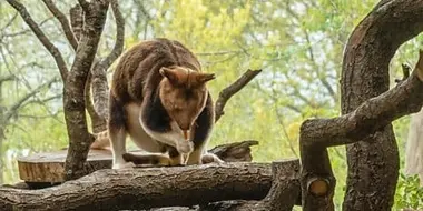 Tree Kangaroo and Seahorse