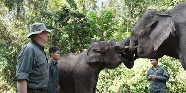 Walking with Elephants