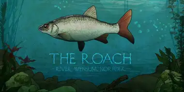 Roach on the Wensum