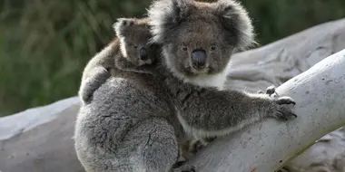 Koala Forest