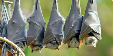 The Flying Fox