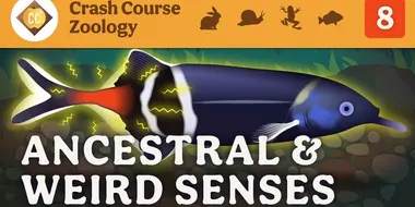 Ancestral & Weird Senses